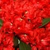 Rhododendron 'Rabatz'