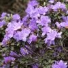 Rhododendron Impeditum 'Ramapo'