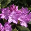 Rhododendron 'Roseum Elegans'