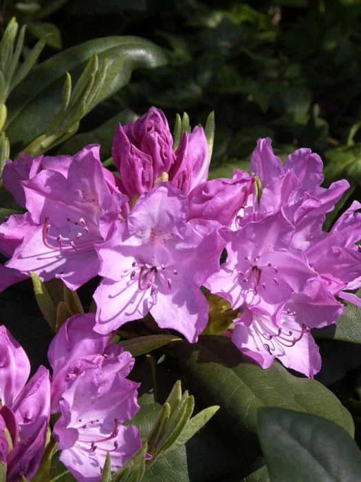 Rhododendron 'Roseum Elegans' 1 Rhododendron 'Roseum Elegans'