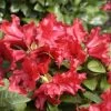 Rhododendron Repens 'Scarlet Wonder'