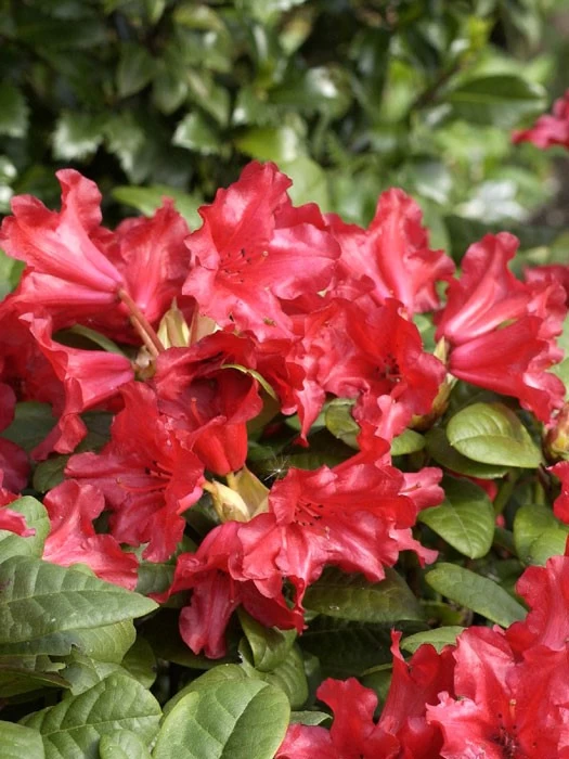 Rhododendron Repens 'Scarlet Wonder' 1 Rhododendron Repens 'Scarlet Wonder'