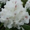Rhododendron 'Schneebukett'