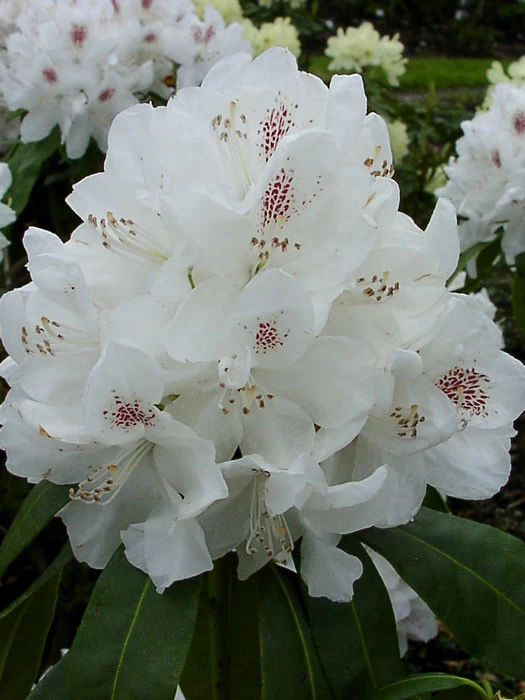 Rhododendron 'Schneebukett' 1 Rhododendron 'Schneebukett'