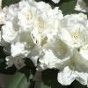 Rhododendron Yak. 'Schneekrone' INKARHO®