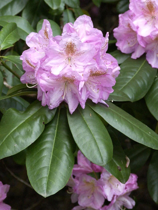 Rhododendron 'Scintillation' 1 Rhododendron 'Scintillation'