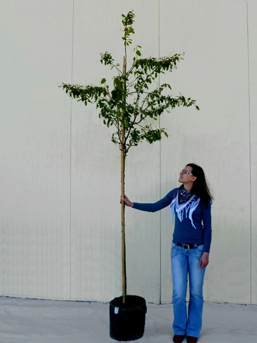 Amelanchier Lamarckii, Felsenbirne - Hochstamm 6 Amelanchier Lamarckii, Felsenbirne - Hochstamm – Bild 6