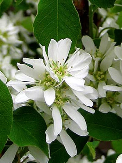 Amelanchier Alnifolia 'Obelisk', Säulen-Felsenbirne 1 Amelanchier Alnifolia 'Obelisk', Säulen-Felsenbirne