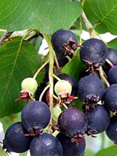 Amelanchier Alnifolia 'Obelisk', Säulen-Felsenbirne 4 Amelanchier Alnifolia 'Obelisk', Säulen-Felsenbirne – Bild 4