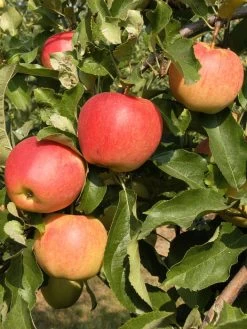 Duo-Apfelbaum - Elstar Und Gala 5 Duo-Apfelbaum - Elstar Und Gala -Gartengrün -Pflanze apfel gala55599c0deac1b 1280x1280