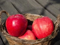 Apfel Gloster 3 Apfel Gloster -Gartengrün -Pflanze apfel gloster 1280x1280