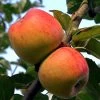 Apfel Goldparmäne