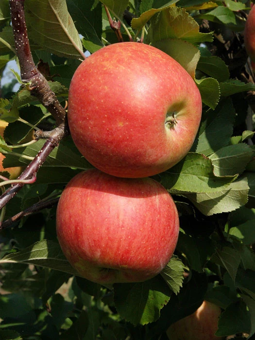 Apfel Jonagold 1 Apfel Jonagold