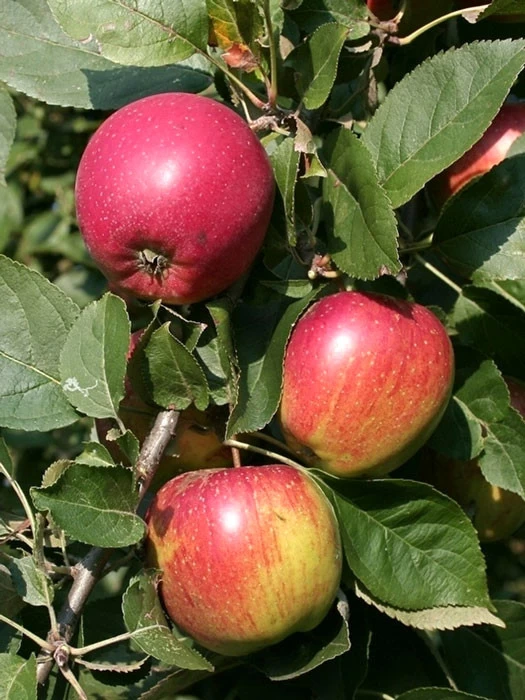 Apfel Kaiser Wilhelm 1 Apfel Kaiser Wilhelm