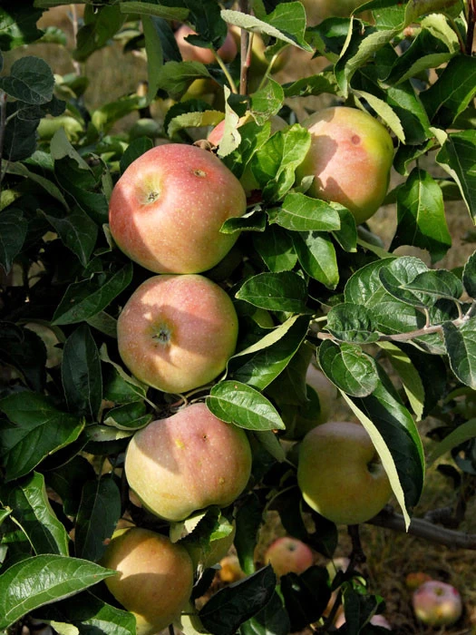 Apfel Ontario 1 Apfel Ontario