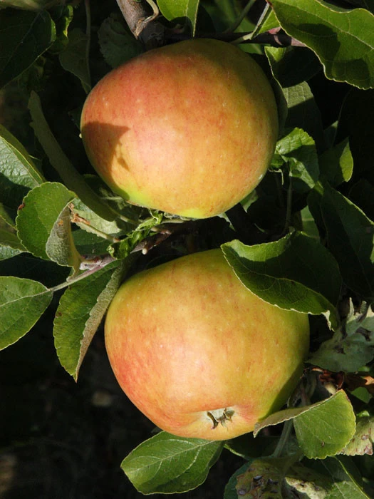 Apfel Pilot (S) 1 Apfel Pilot (S)