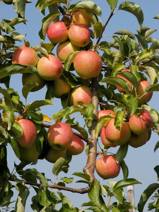 Apfel Pinova (S) 1 Apfel Pinova (S)