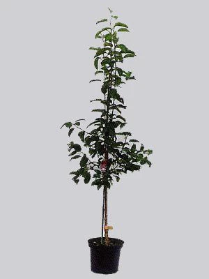 Apfelbirne Nashi 'Kosui', Chinesische Apfelbirne, Asienbirne 2 Apfelbirne Nashi 'Kosui', Chinesische Apfelbirne, Asienbirne – Bild 2