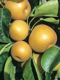 Apfelbirne Nashi 'Kosui', Chinesische Apfelbirne, Asienbirne