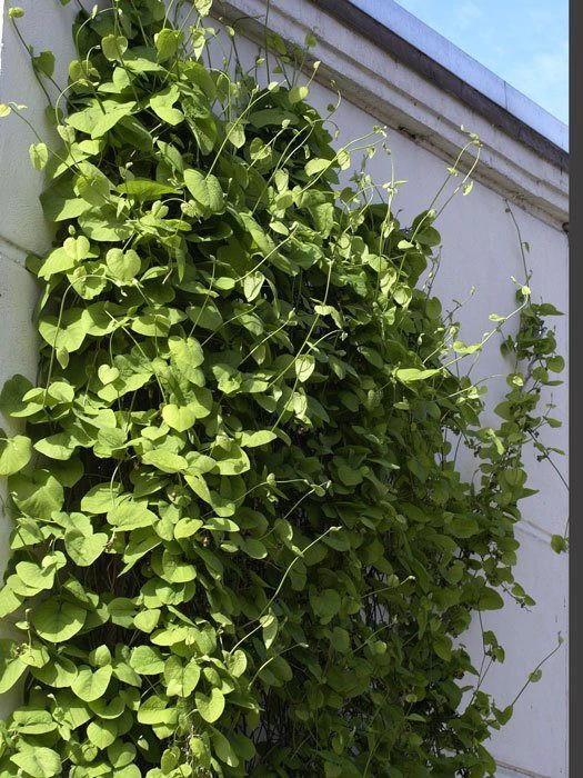 Aristolochia Macrophylla, Pfeifenwinde, Pfeifenblume, Gespensterpflanze 1 Aristolochia Macrophylla, Pfeifenwinde, Pfeifenblume, Gespensterpflanze