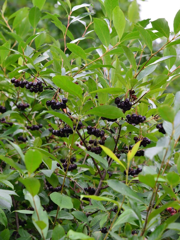 Aronia Melanocarpa, Wilde Apfelbeere 1 Aronia Melanocarpa, Wilde Apfelbeere
