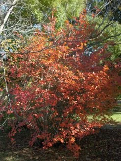 Aronia Melanocarpa, Wilde Apfelbeere 6 Aronia Melanocarpa, Wilde Apfelbeere -Gartengrün -Pflanze aronia melanocarpa herbst 1280x1280