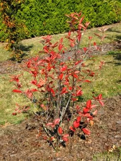 Aronia Melanocarpa 'Viking', Apfelbeere -Gartengrün -Pflanze aronia viking 1280x1280