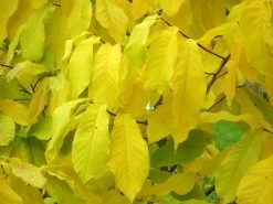 Indianerbanane (PauPau, PawPaw) 7 Indianerbanane (PauPau, PawPaw) -Gartengrün -Pflanze asimina triloba herbst 1280x1280