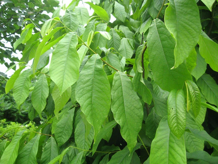 Indianerbanane (PauPau, PawPaw) 2 Indianerbanane (PauPau, PawPaw) – Bild 2