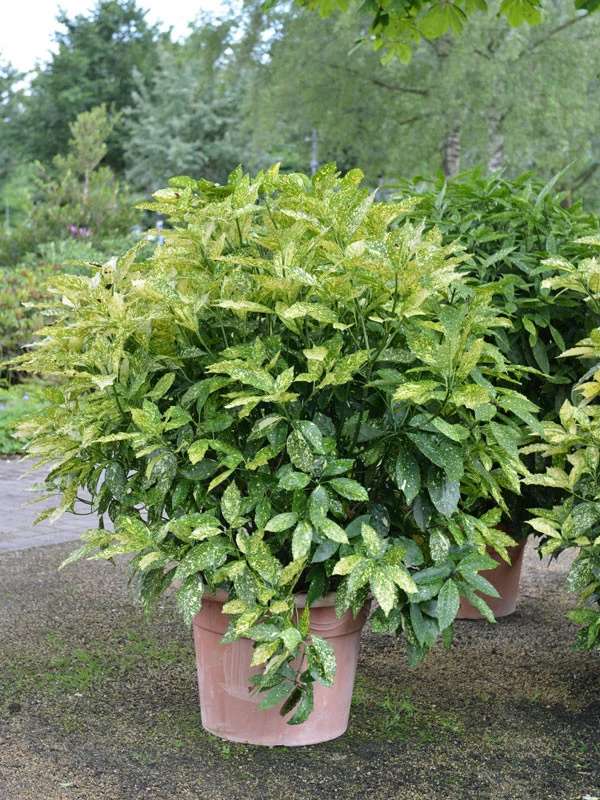 Aucuba Japonica, Japanische Aukube 1 Aucuba Japonica, Japanische Aukube