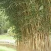 Phyllostachys Aureosulcata Aureocaulis, Goldener Peking Bambus