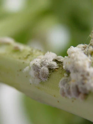 Australischer Marienkäfer (Art.Nr. KB3006) 2 Australischer Marienkäfer (Art.Nr. KB3006) – Bild 2