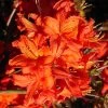Rhododendron Luteum 'Fireball', Sommergrüne Japanische Gartenazalee
