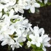 Rhododendron Obtusum 'Kermesina Alba', Wintergrüne Japanische Zwergazalee
