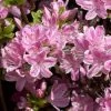 Rhododendron Obtusum 'Kermesina Rose', Wintergrüne Japanische Gartenazalee