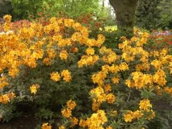 Rhododendron Luteum 'Klondyke', Sommergrüne Japanische Gartenazalee -Gartengrün -Pflanze azalee klondyke 1280x1280