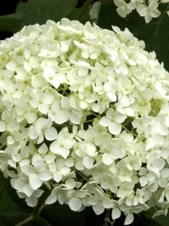 Hydrangea Arborescens 'Annabelle', Ball-Hortensie
