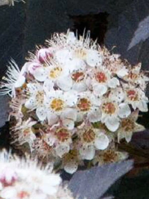 Physocarpus Opulifolius 'Diable D'Or', Blasenspiere 2 Physocarpus Opulifolius 'Diable D'Or', Blasenspiere – Bild 2