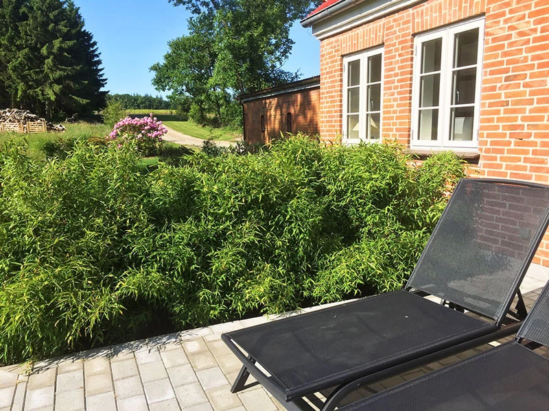 Fargesia Murielae 'Bambi', Kleiner Schirmbambus 1 Fargesia Murielae 'Bambi', Kleiner Schirmbambus