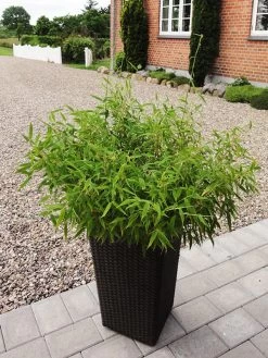 Fargesia Murielae 'Bambi', Kleiner Schirmbambus 5 Fargesia Murielae 'Bambi', Kleiner Schirmbambus -Gartengrün -Pflanze bambus bambi 1280x1280