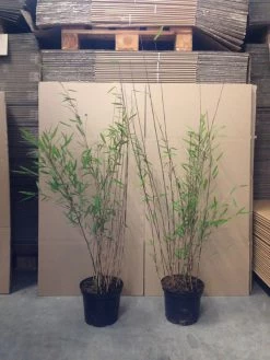 Fargesia Nitida 'Black Pearl' - Glänzender Schirm-Bambus -Gartengrün -Pflanze bambus black pearl 1280x1280