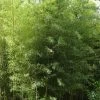 Phyllostachys Nigra 'Boryana', Tigerstreifenbambus - XXL- Produkt