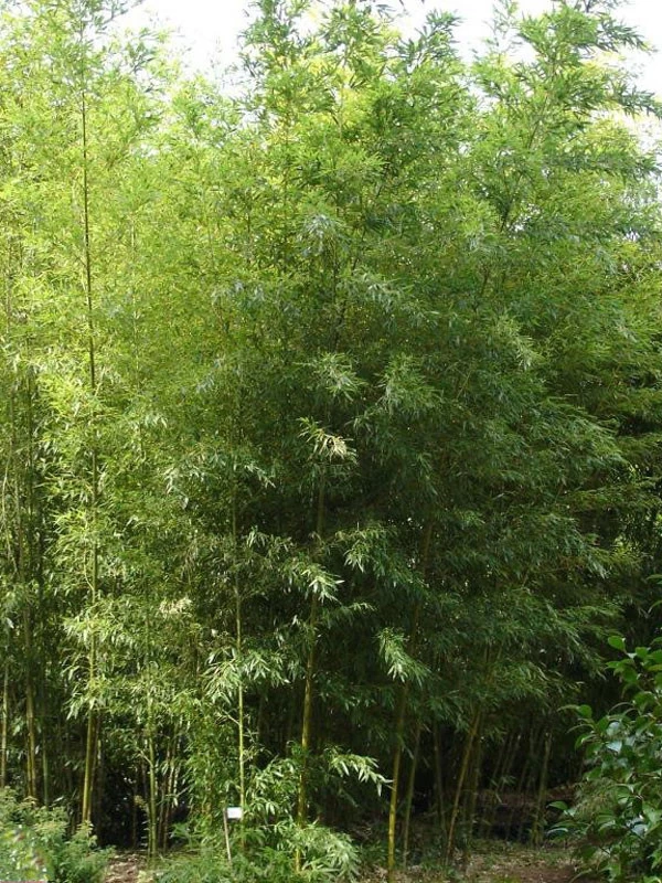 Phyllostachys Nigra 'Boryana', Tigerstreifenbambus - XXL- Produkt 1 Phyllostachys Nigra 'Boryana', Tigerstreifenbambus - XXL- Produkt