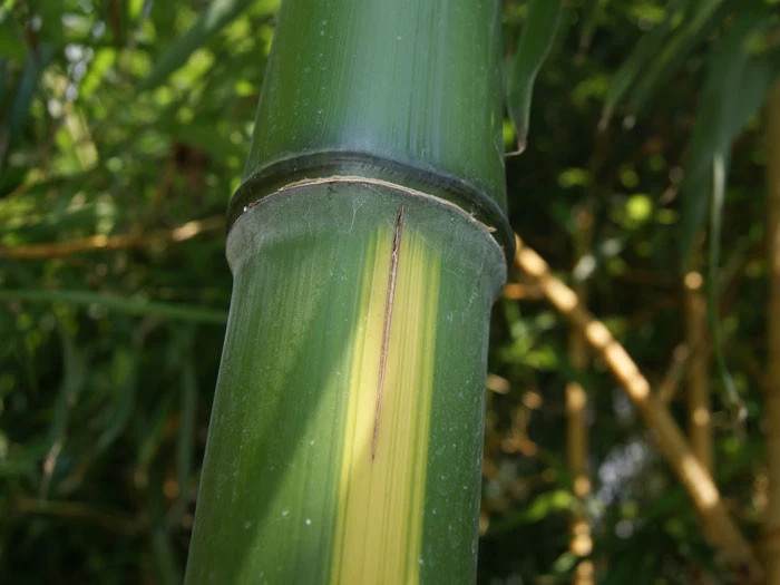 Phyllostachys Vivax 'Huangwenzhu' 3 Phyllostachys Vivax 'Huangwenzhu' – Bild 3