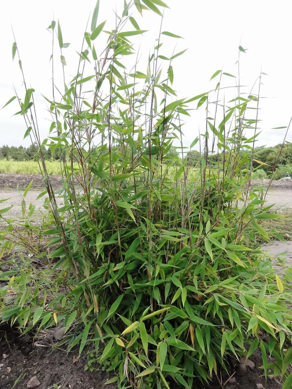 Fargesia Murielae 'Tiny', Schirmbambus 2 Fargesia Murielae 'Tiny', Schirmbambus – Bild 2