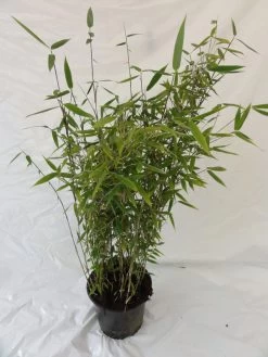 Fargesia Murielae 'Tiny', Schirmbambus 7 Fargesia Murielae 'Tiny', Schirmbambus -Gartengrün -Pflanze bambus tiny pflanze 1280x1280