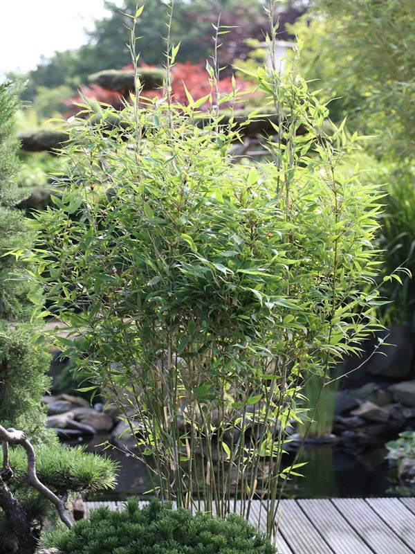 Fargesia Murielae 'Tiny', Schirmbambus 1 Fargesia Murielae 'Tiny', Schirmbambus