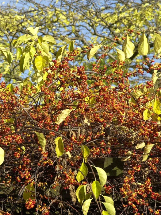 Celastrus Orbiculatus, Baumwürger 3 Celastrus Orbiculatus, Baumwürger – Bild 3