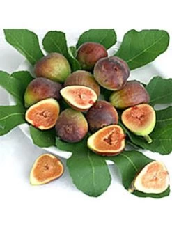 Bayernfeige 'Violetta' ® -Gartengrün -Pflanze bayernfeige frucht 1280x1280