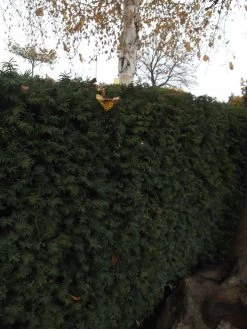 Taxus Media 'Hillii', Männliche Becher-Eibe 6 Taxus Media 'Hillii', Männliche Becher-Eibe -Gartengrün -Pflanze becher eibe hillii55599f2c2f21b 1280x1280